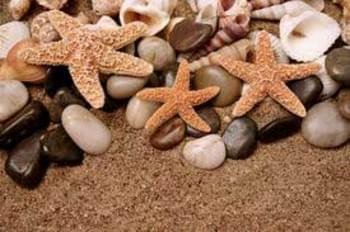 Ceramika Color Sonora Shells Deco Double 50x60