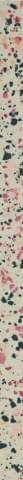 Petracers Carnevale Veneziano Listello Beige Plus 4x80