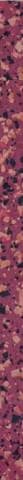 Petracers Carnevale Veneziano Listello Rosso 4x80