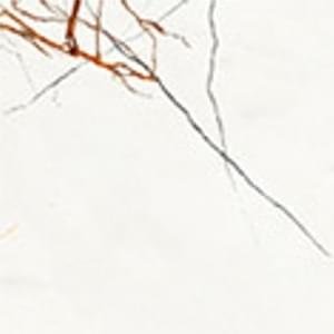 Settecento Lichen Patagonia Naturale 20x20